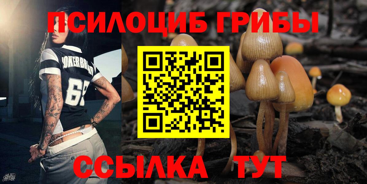 Псилоцибиновые грибы Cubensis Благовещенск